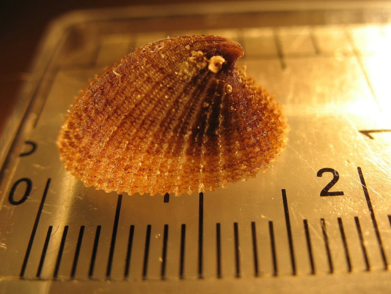 Emarginula  sicula       Gray , 1825 .